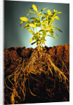 Plant with Roots Digging into Soil by Anonymous