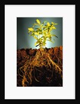 Plant with Roots Digging into Soil by Anonymous