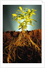 Plant with Roots Digging into Soil by Anonymous