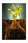 Plant with Roots Digging into Soil by Anonymous
