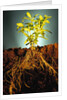Plant with Roots Digging into Soil by Anonymous