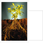 Plant with Roots Digging into Soil by Anonymous
