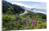 Coastal Foliage and Highway by Anonymous