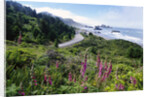 Coastal Foliage and Highway by Anonymous