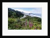 Coastal Foliage and Highway by Anonymous