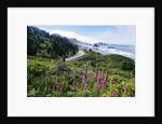 Coastal Foliage and Highway by Anonymous