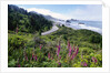 Coastal Foliage and Highway by Anonymous
