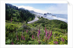 Coastal Foliage and Highway by Anonymous