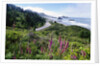 Coastal Foliage and Highway by Anonymous