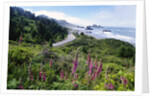 Coastal Foliage and Highway by Anonymous