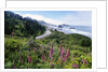 Coastal Foliage and Highway by Anonymous