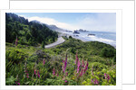 Coastal Foliage and Highway by Anonymous