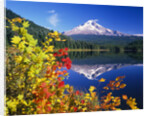 Autumn Leaves Growing Near Mount Hood and Trillium Lake by Anonymous