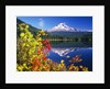 Autumn Leaves Growing Near Mount Hood and Trillium Lake by Anonymous