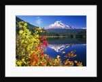 Autumn Leaves Growing Near Mount Hood and Trillium Lake by Anonymous