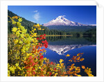 Autumn Leaves Growing Near Mount Hood and Trillium Lake by Anonymous