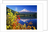 Autumn Leaves Growing Near Mount Hood and Trillium Lake by Anonymous
