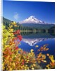 Autumn Leaves Growing Near Mount Hood and Trillium Lake by Anonymous