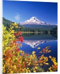 Autumn Leaves Growing Near Mount Hood and Trillium Lake by Anonymous