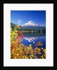 Autumn Leaves Growing Near Mount Hood and Trillium Lake by Anonymous