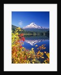 Autumn Leaves Growing Near Mount Hood and Trillium Lake by Anonymous
