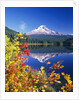Autumn Leaves Growing Near Mount Hood and Trillium Lake by Anonymous