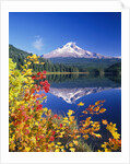 Autumn Leaves Growing Near Mount Hood and Trillium Lake by Anonymous