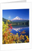 Autumn Leaves Growing Near Mount Hood and Trillium Lake by Anonymous