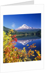 Autumn Leaves Growing Near Mount Hood and Trillium Lake by Anonymous