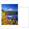 Autumn Leaves Growing Near Mount Hood and Trillium Lake by Anonymous