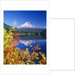 Autumn Leaves Growing Near Mount Hood and Trillium Lake by Anonymous