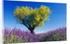 Tree in Lavender Field by Anonymous
