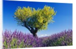 Tree in Lavender Field by Anonymous