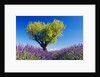 Tree in Lavender Field by Anonymous