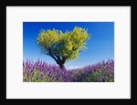 Tree in Lavender Field by Anonymous