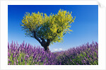 Tree in Lavender Field by Anonymous
