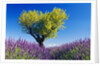 Tree in Lavender Field by Anonymous