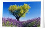 Tree in Lavender Field by Anonymous