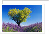 Tree in Lavender Field by Anonymous