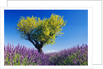 Tree in Lavender Field by Anonymous