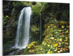 Lush Waterfall in Autumn by Anonymous
