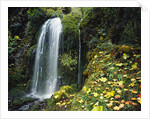 Lush Waterfall in Autumn by Anonymous
