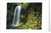 Lush Waterfall in Autumn by Anonymous