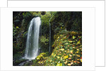 Lush Waterfall in Autumn by Anonymous