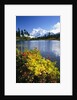 Flowers Growing at Edge of Mountain Lake by Anonymous