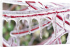 Icicles Hanging from Frozen Plant Stem by Anonymous