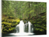 Waterfall Hiding in Lush Forest by Anonymous