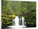 Waterfall Hiding in Lush Forest by Anonymous