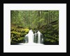 Waterfall Hiding in Lush Forest by Anonymous