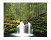 Waterfall Hiding in Lush Forest by Anonymous